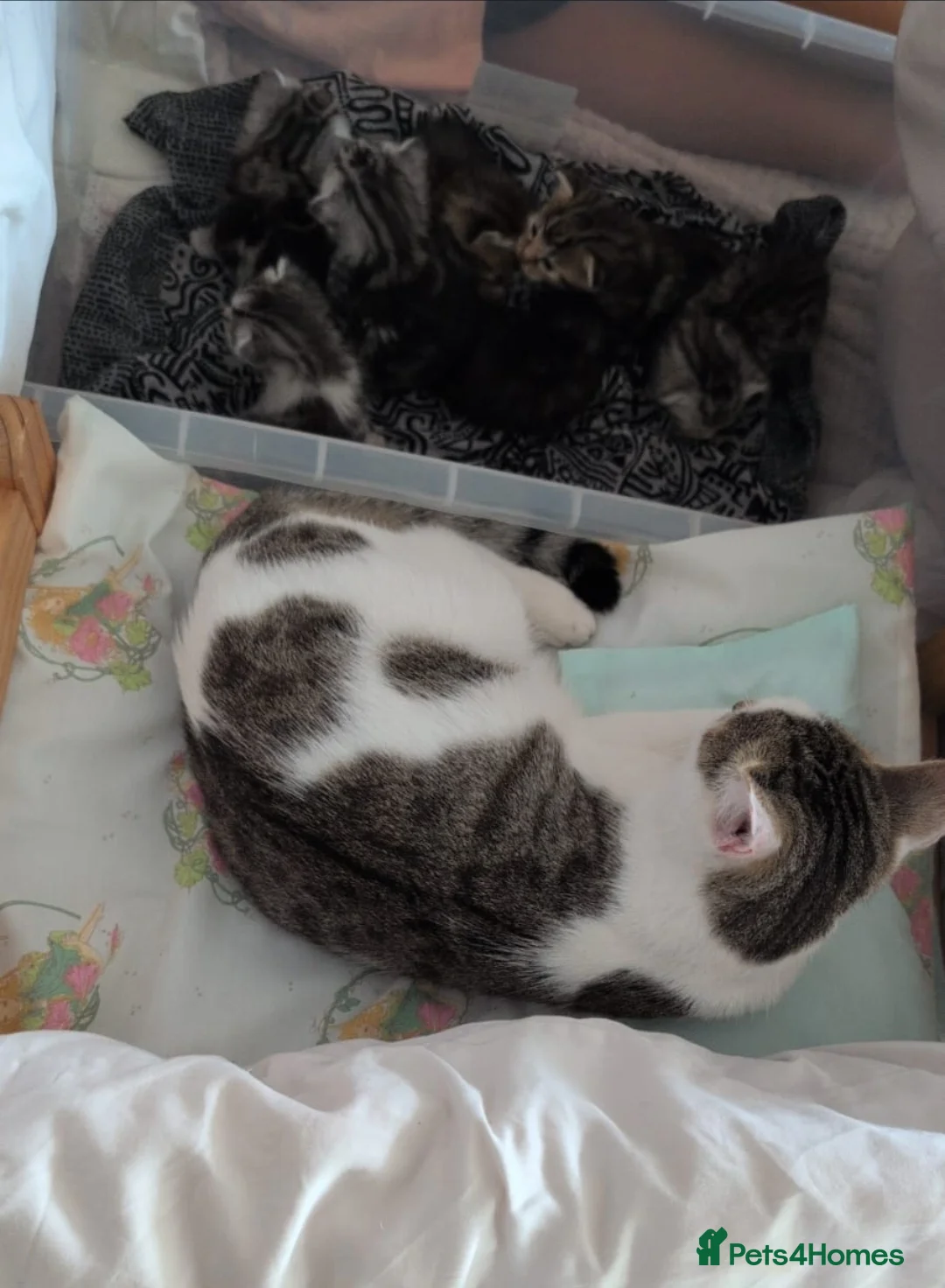 Mixed Breed cats for sale: Stunning kittens in Weston-super-Mare - Advert 2