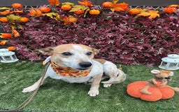 Mixed Breed dogs for adoption: Raffles - Image 9