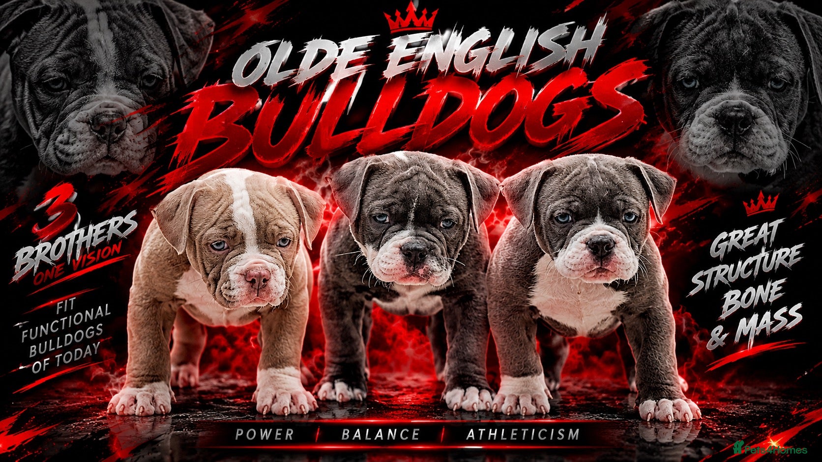 Olde English Bulldogge dogs Professionals, 23 years experience,  - Advert 13