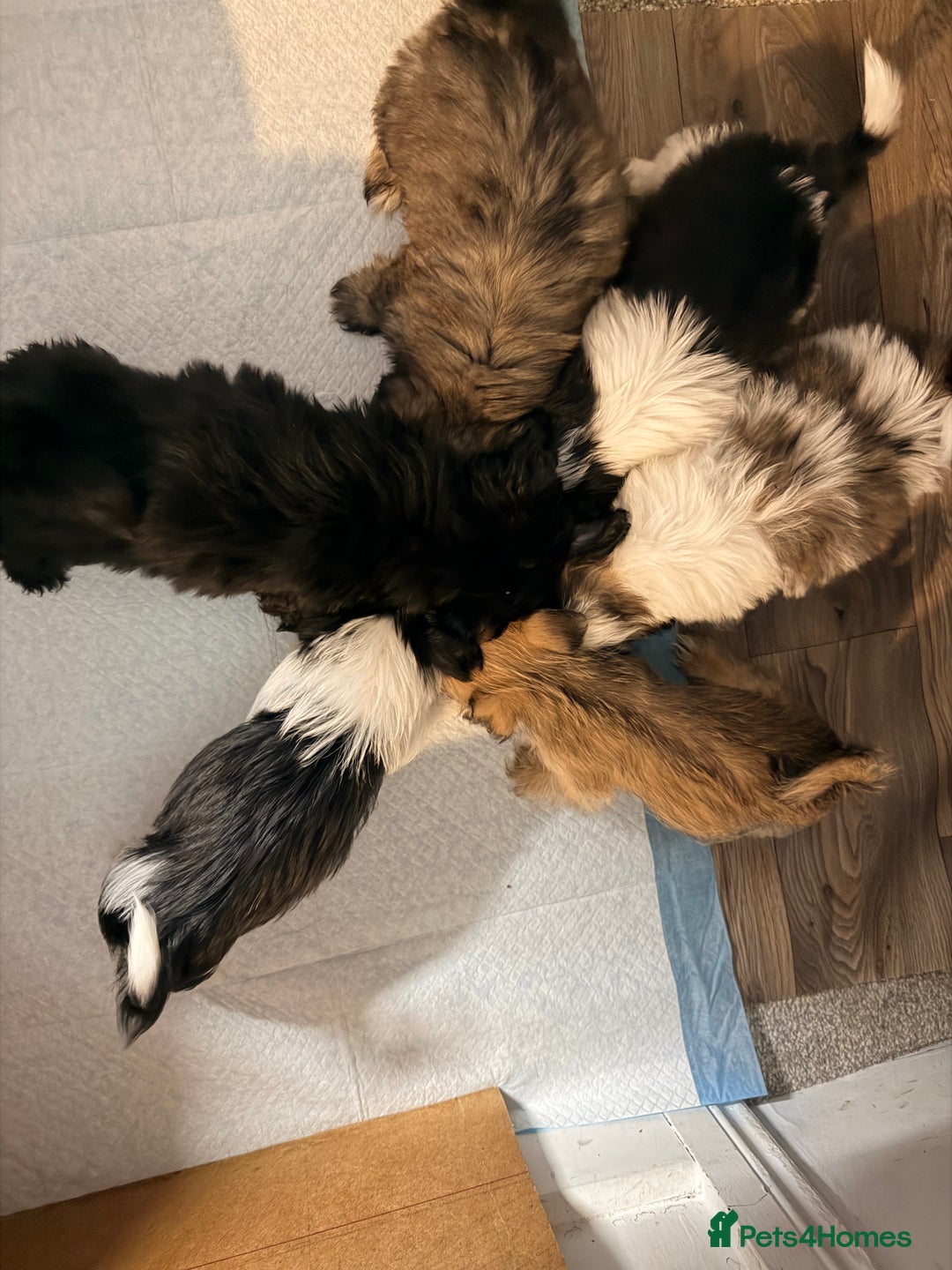 Zuchon dogs for sale: Bichon x Westie x Shih zu  - Advert 27