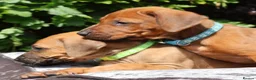 Rhodesian Ridgeback dogs for sale: !!KC CHAMPION AFRICAN RHODESIAN RIDGEBACK!! in Doncaster - Advert 22