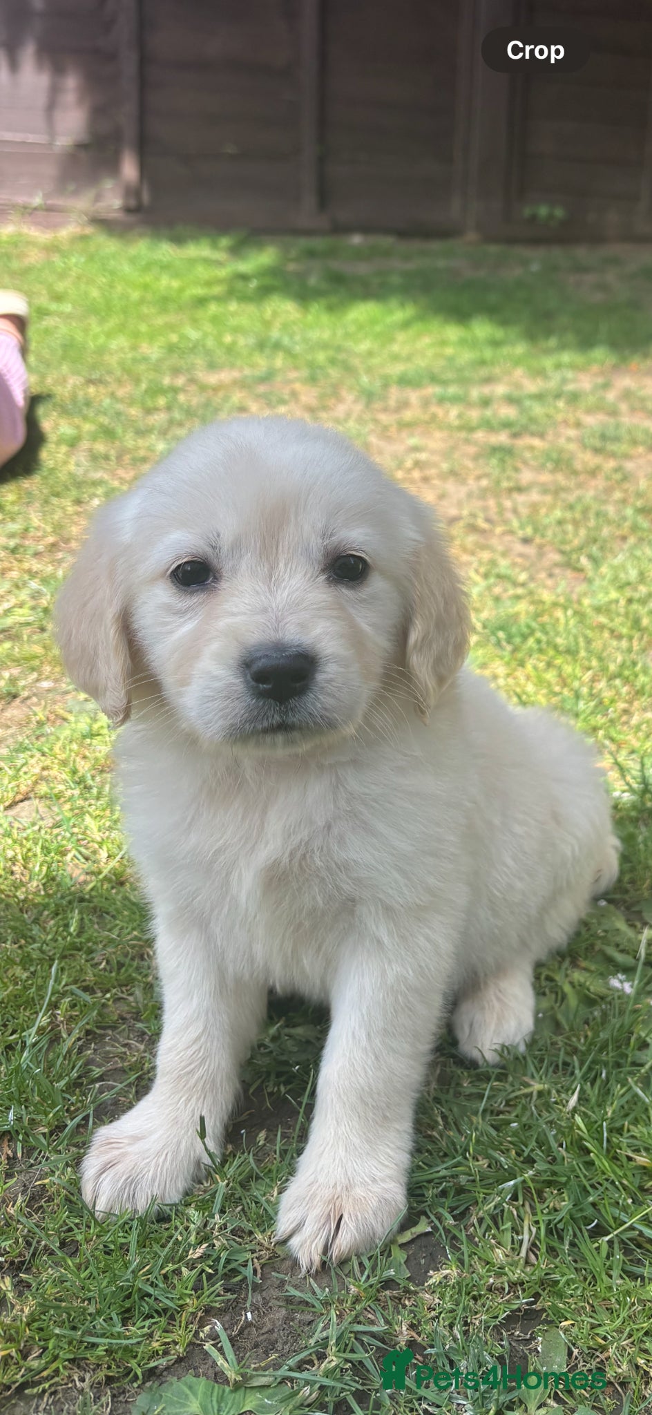 Golden Retriever dogs for sale: Golden retriever puppy’s  - Advert 13