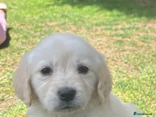 Golden Retriever dogs Golden retriever puppy’s - Advert 5