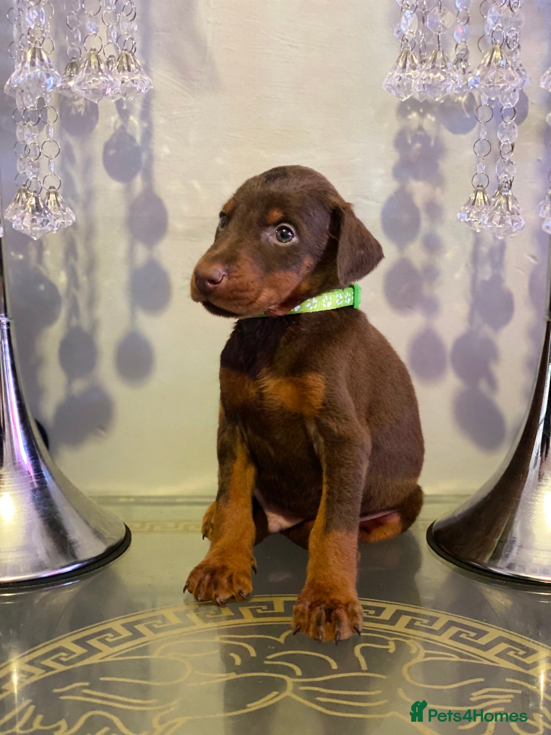Dobermann dogs for sale: Gorgeous Eu**an Dobermann Puppies - Image 16