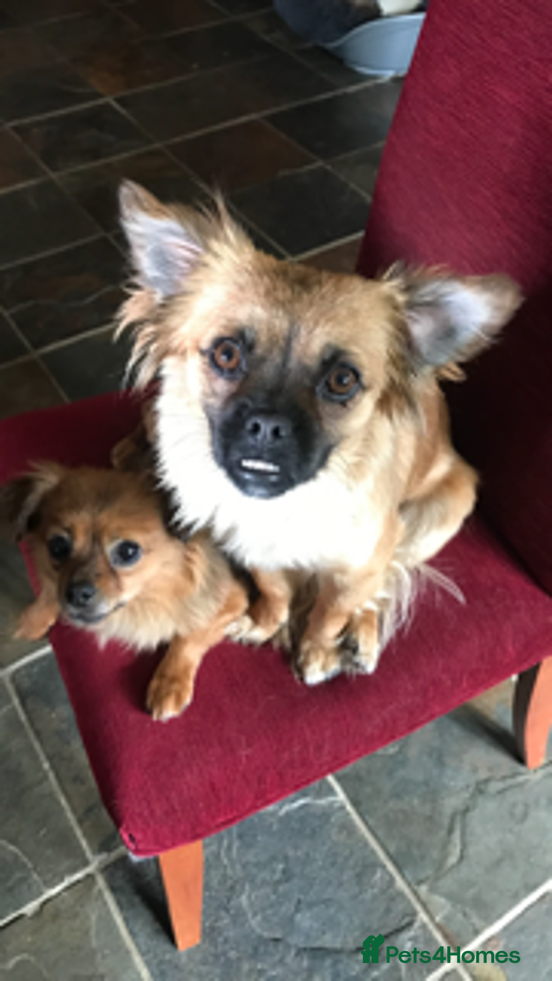 Mixed Breed dogs for adoption: Tiny Minxy - Image 5