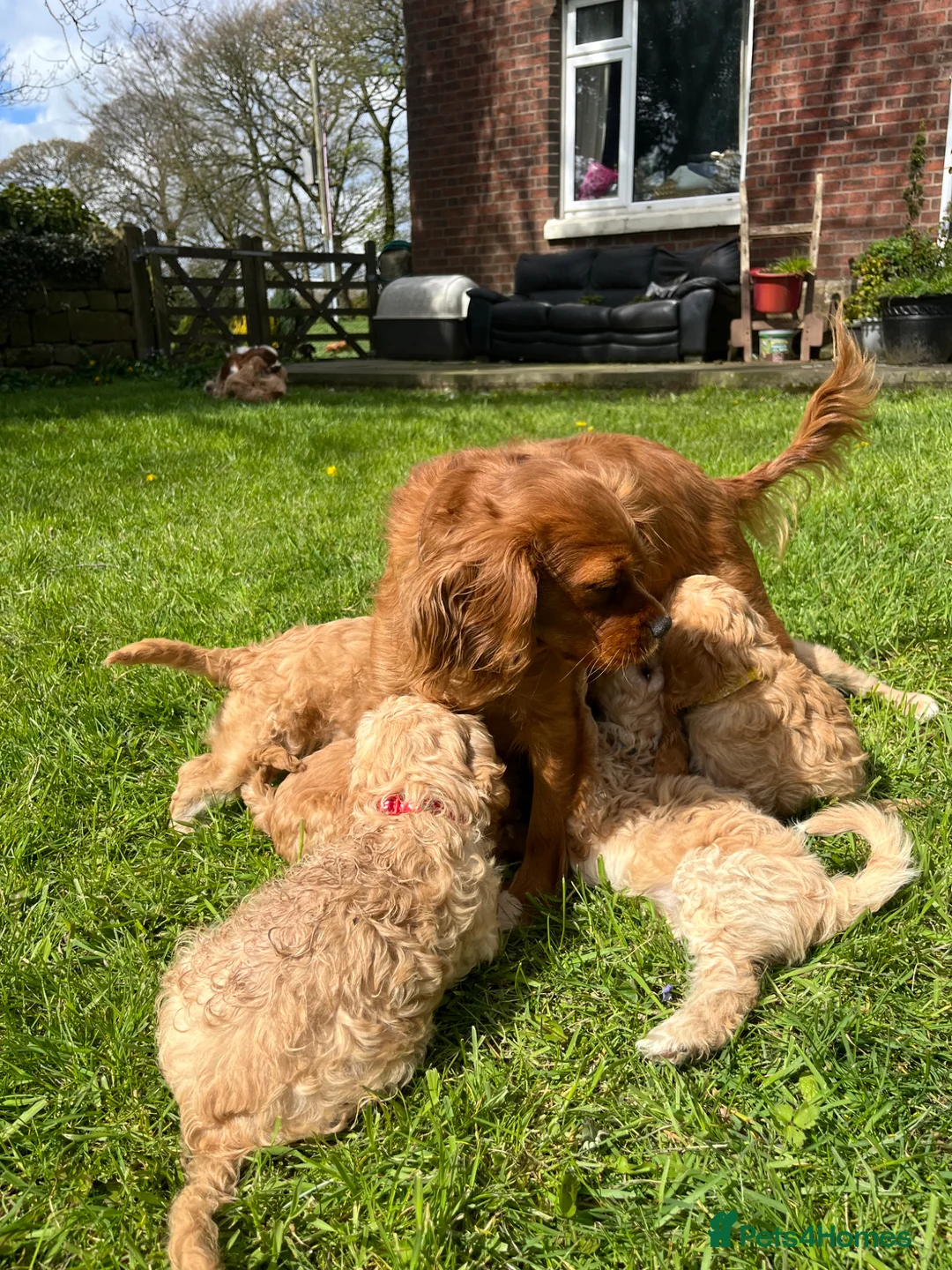 Cavapoo dogs for sale: Cavapoo puppy’s for sale  - Advert 2