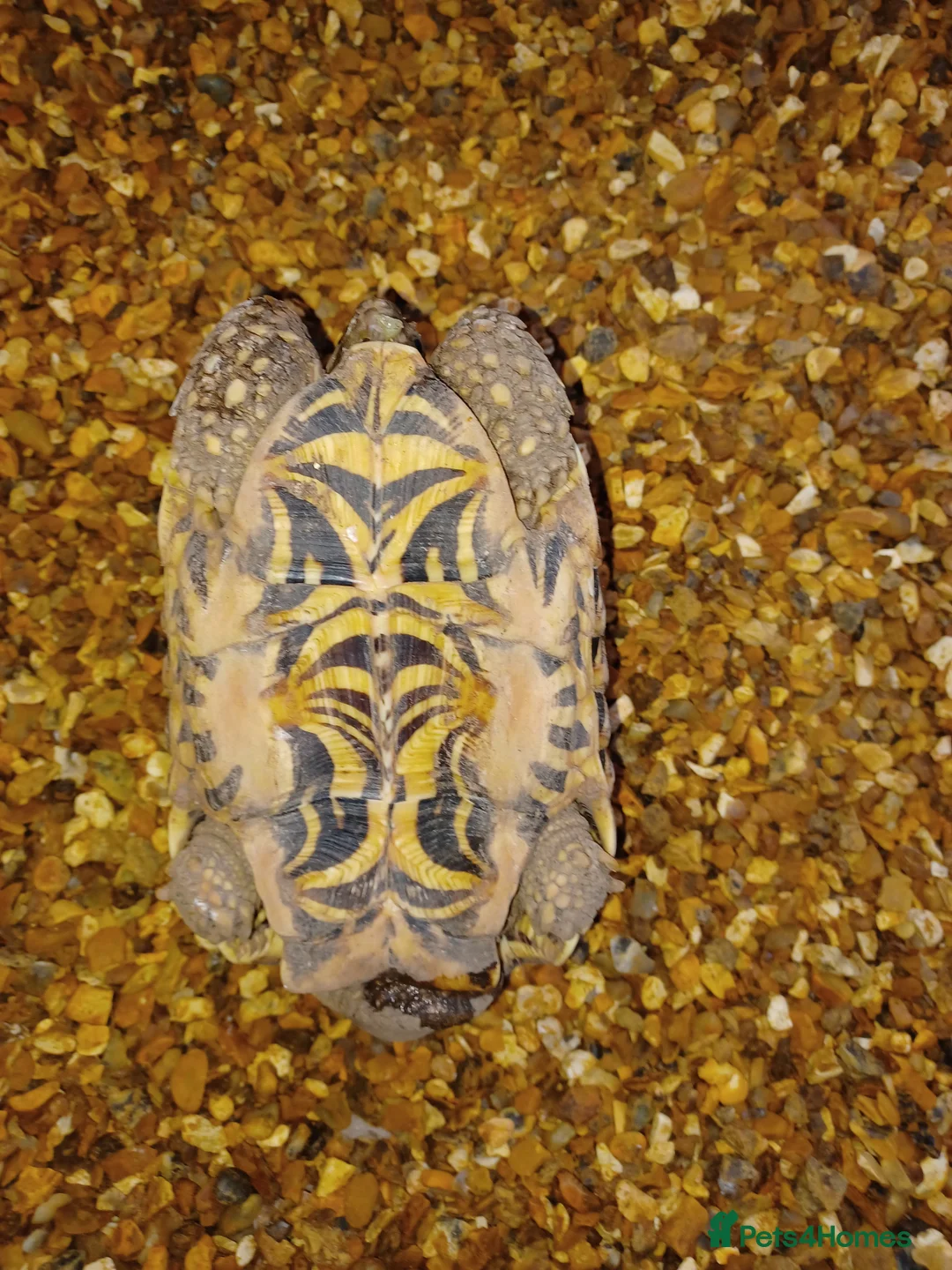 Tortoise reptiles for sale: MALE INDIAN STAR TORTOISE UK BRED 2010 - Advert 9
