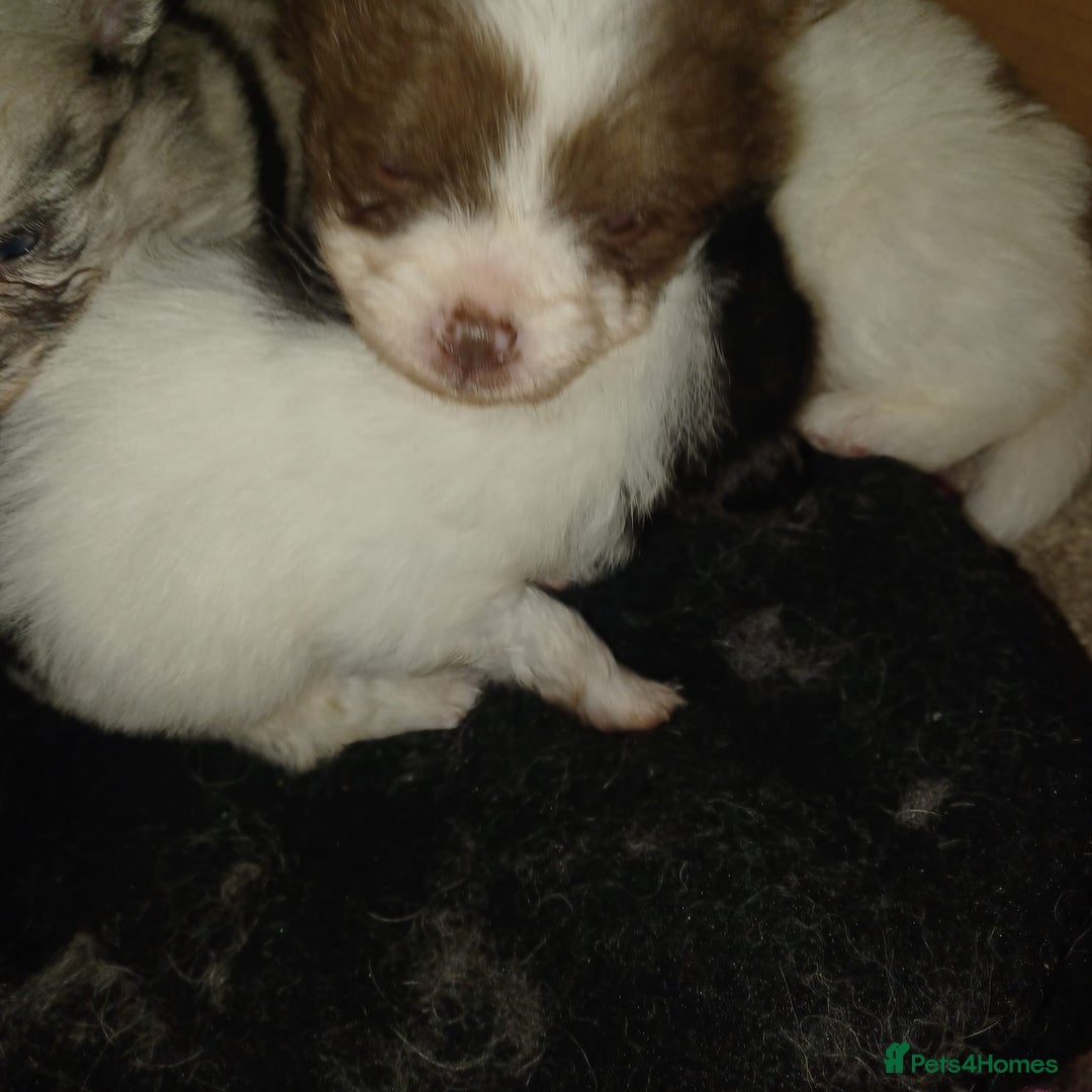 Pomeranian dogs for sale: Pomeranian - Advert 4