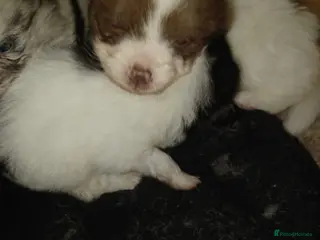 Pomeranian dogs Pomeranian - Advert 3