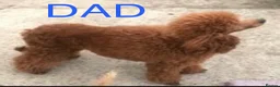 Cockapoo dogs for sale: F1 Deep Fox Red Cockapoo Boy - Advert 7