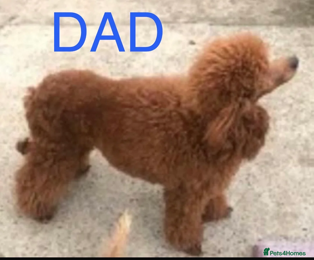 Cockapoo dogs for sale: F1 Deep Fox Red Cockapoo Boy - Advert 7