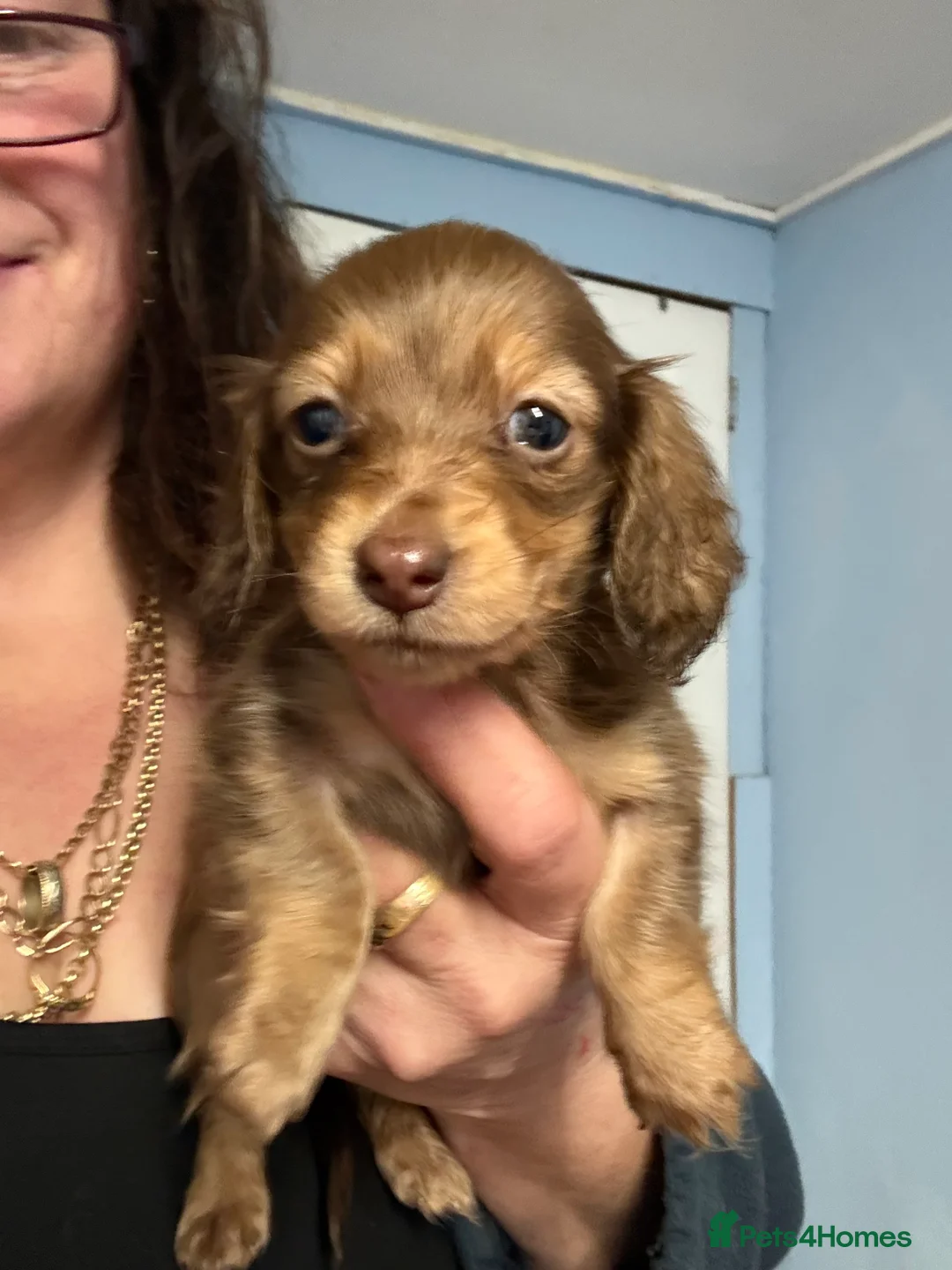 Miniature Dachshund dogs for sale: Miniature long haired Dachshund puppies Kc reg  - Advert 21