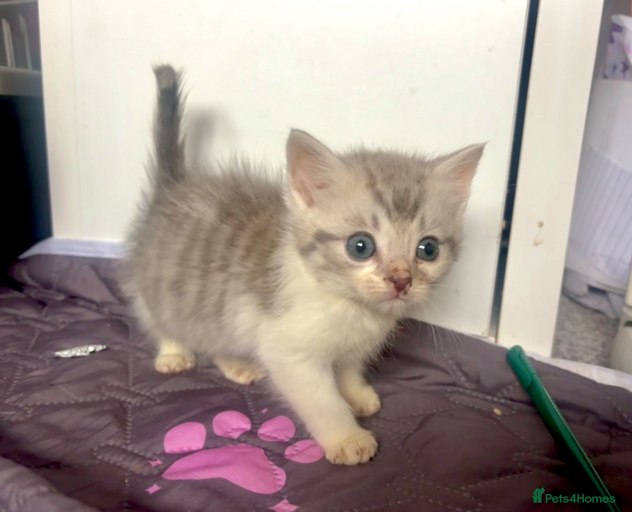 Mixed Breed cats Fluffy Kittens For Sale - Advert 10
