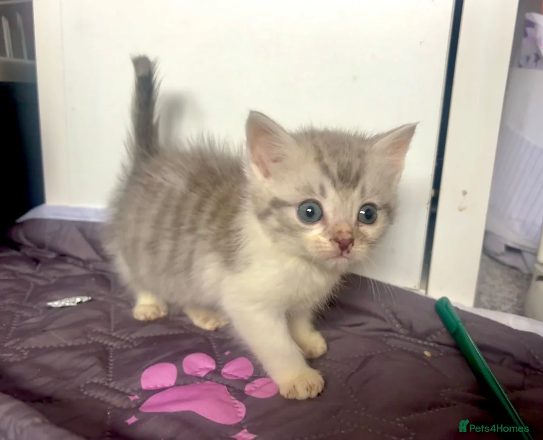 Mixed Breed cats for sale: Fluffy Kittens For Sale in Barry - Advert 1