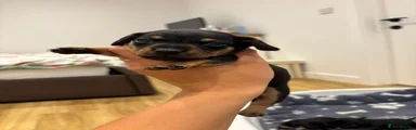 Jackshund 2
