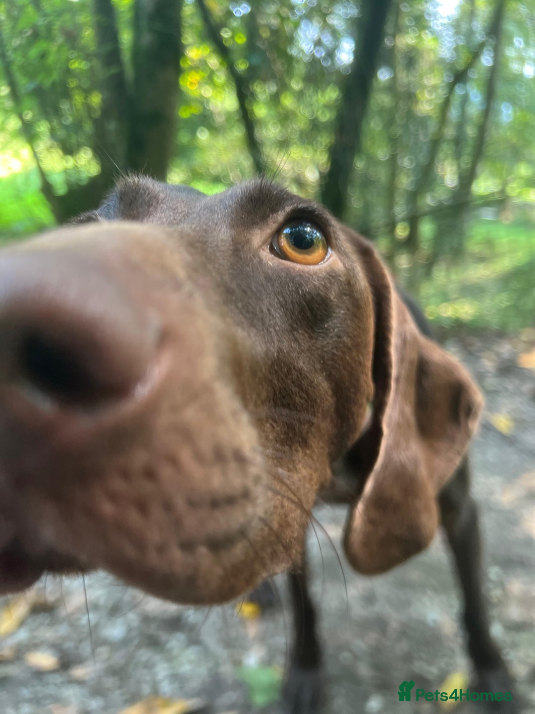 German Shorthaired Pointer dogs for adoption: Rucha, female German Shorthaired Pointer, aged 2 - Image 1