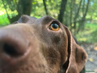 German Shorthaired Pointer dogs - Advert 2