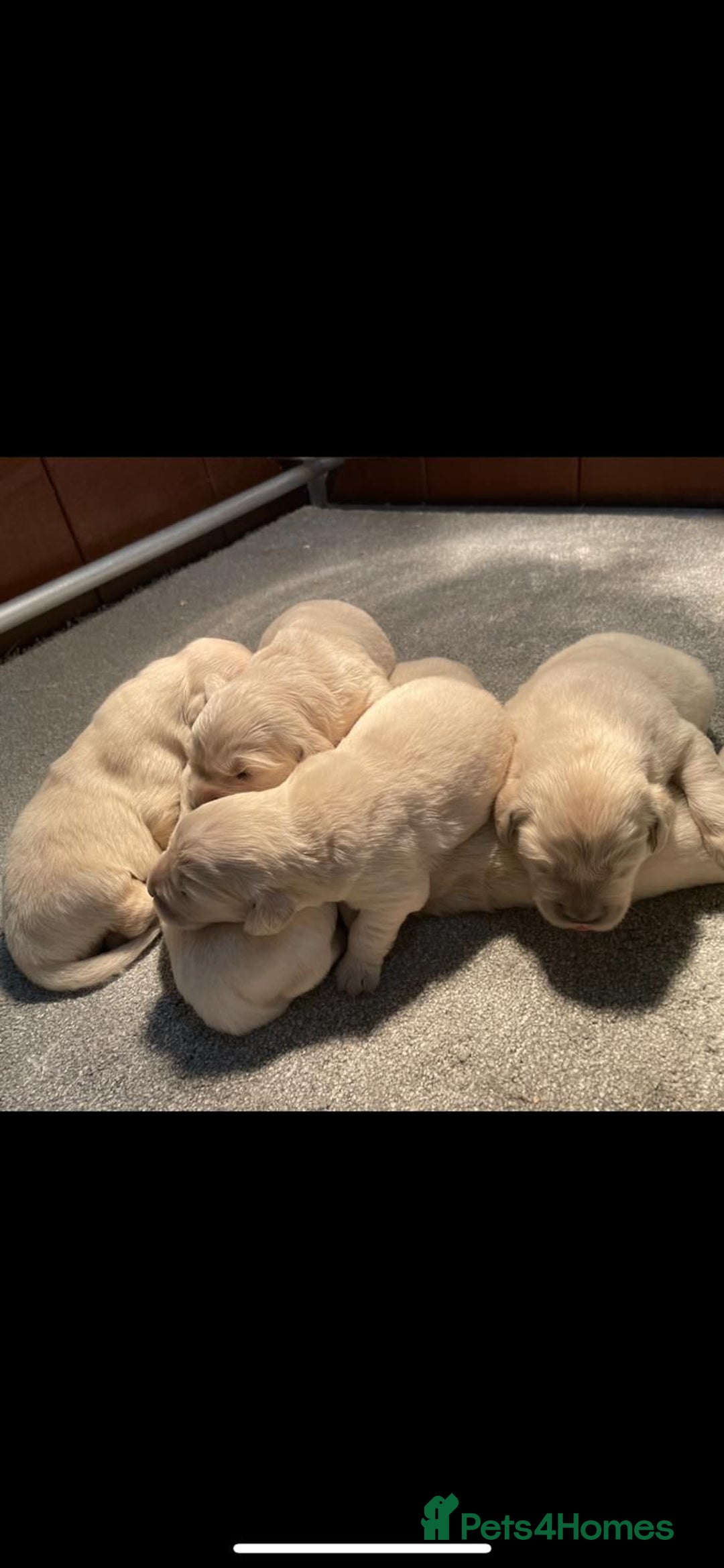 Golden Retriever dogs for sale: White Golden Retriever  - Image 4