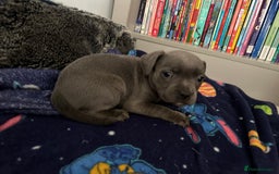Staffordshire Bull Terrier dogs for sale: Stunning Blue staffy KC Registered Bullscaff Pups - Image 30