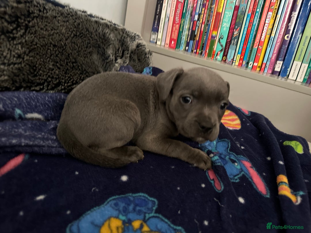 Staffordshire Bull Terrier dogs for sale: Stunning Blue staffy KC Registered Bullscaff Pups - Image 30