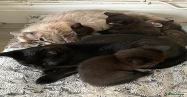 Ragdoll cats - Advert 8