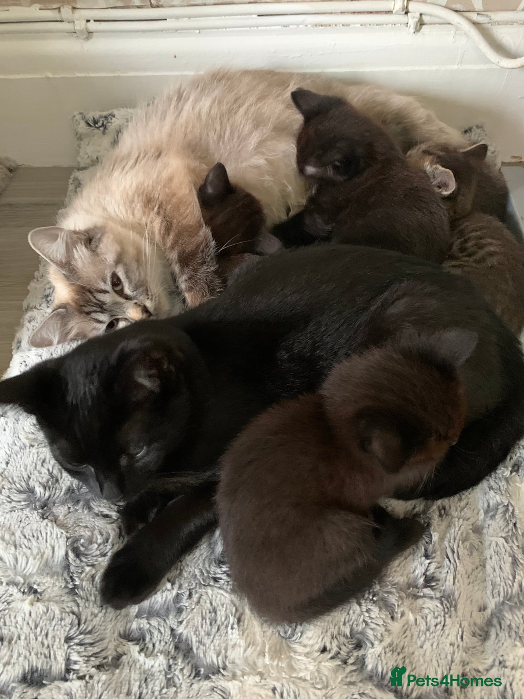 Ragdoll cats for sale: Beautiful Ragdoll/Bengal cross - Image 2