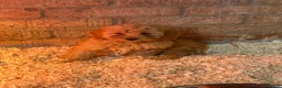 Cavapoo dogs for sale: Toy poodle x cavalier (cavapoo) - Advert 3