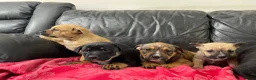 Mixed Breed dogs for sale: German shepherd x Staff litter - super friendly - Advert 6