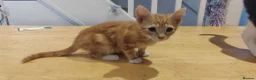 Mixed Breed cats for sale: Beautiful ginger girl in Rushden - Advert 4