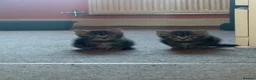 Mixed Breed cats for sale: Beautiful kittens  - Advert 4