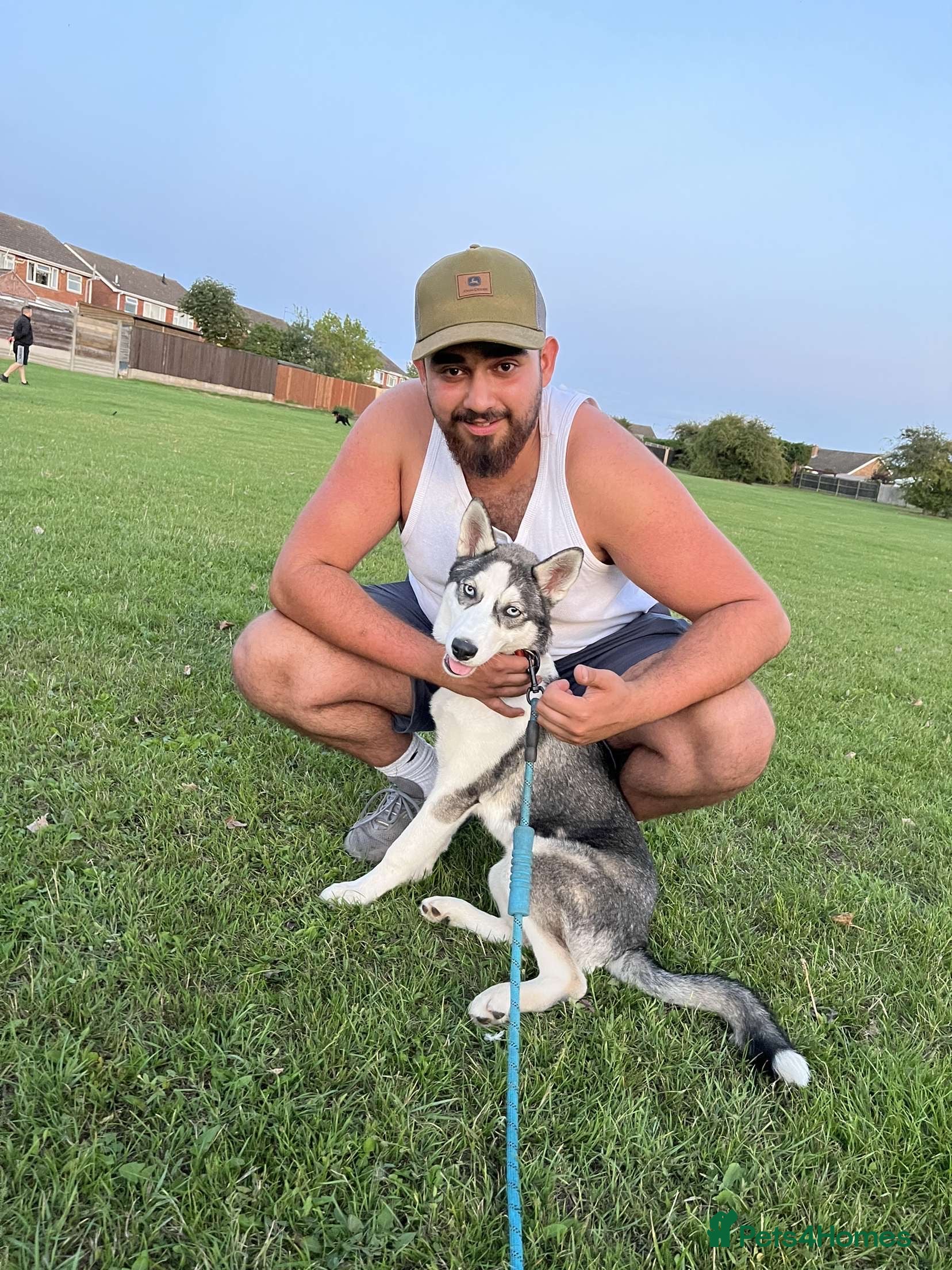 Siberian Husky dogs Husky - Advert 16