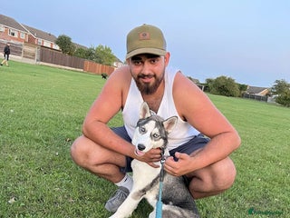 Siberian Husky dogs - Advert 1