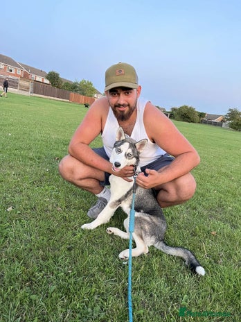 Siberian Husky dogs - Advert 1