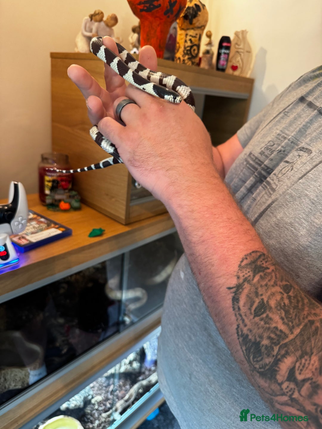 Boa Snake reptiles for sale: Boa, royal and a California king snake for sale  - Image 16