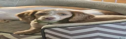 Miniature Dachshund dogs for sale: 🐾A rare pair of identical twins mini dachshunds🐾 - Advert 32