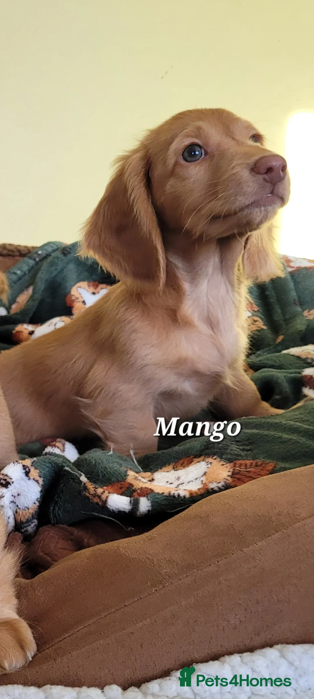 Dachshund dogs for sale: Long Haired KC Miniature Dachshund(LAST BOY) - Advert 5