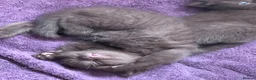 British Shorthair cats for sale: Chocolate Kitten - Advert 7