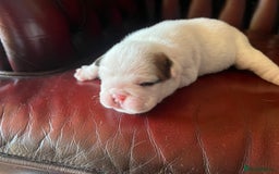 English Bulldog dogs for sale: English bulldogs - Advert 28