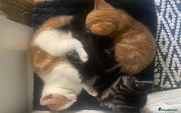 Mixed Breed cats for sale: Looking for forever home - Image 4
