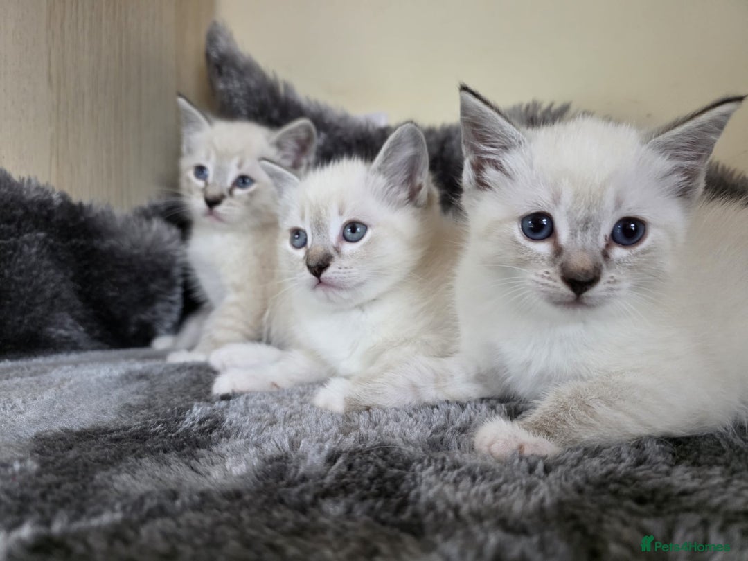 Ragdoll cats for sale: Ragdoll Cross kittens  - Image 13