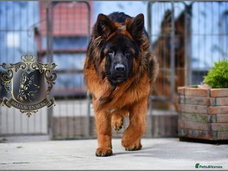 German Shepherd dogs - Advert 28