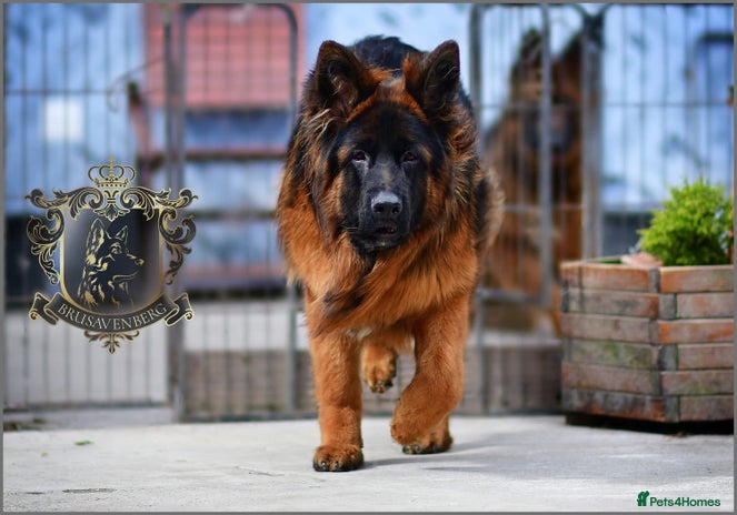 German Shepherd dogs - Advert 14