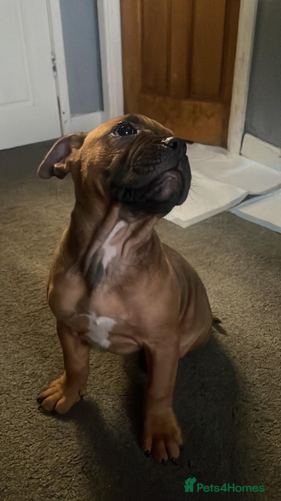 Mixed Breed dogs last female  - Advert 20