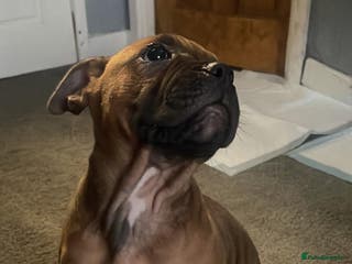 Mixed Breed dogs last female - Advert 20