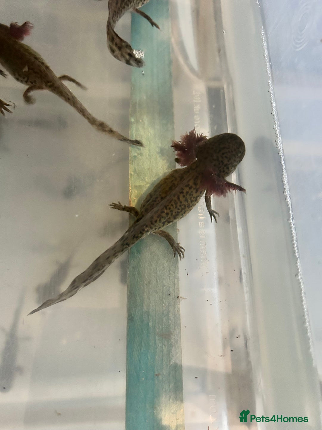 Axolotl reptiles for sale: Axolotl For Sale - Image 2