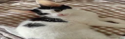 Mixed Breed cats for sale: Cute piebald kittens  - Advert 26