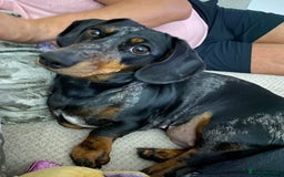 Dachshund dogs for sale: Daschund  - Image 16