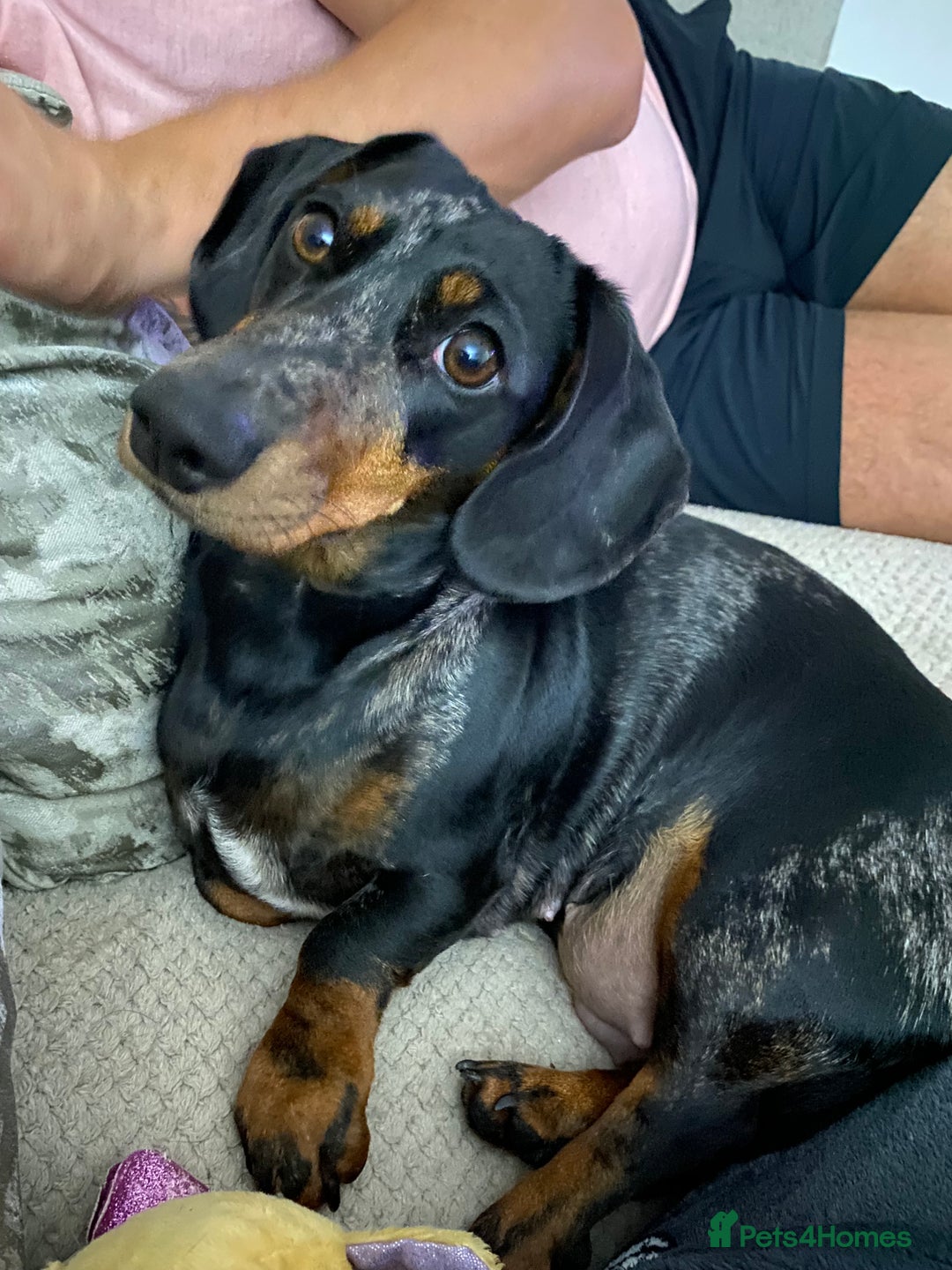 Dachshund dogs for sale: Daschund  - Image 16
