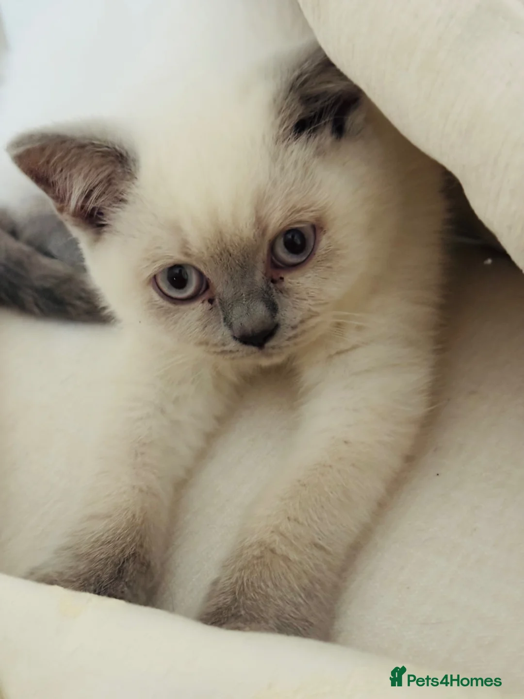 British Shorthair cats for sale: Beautiful British Shorthair Kitten Loving Adorable - Advert 4