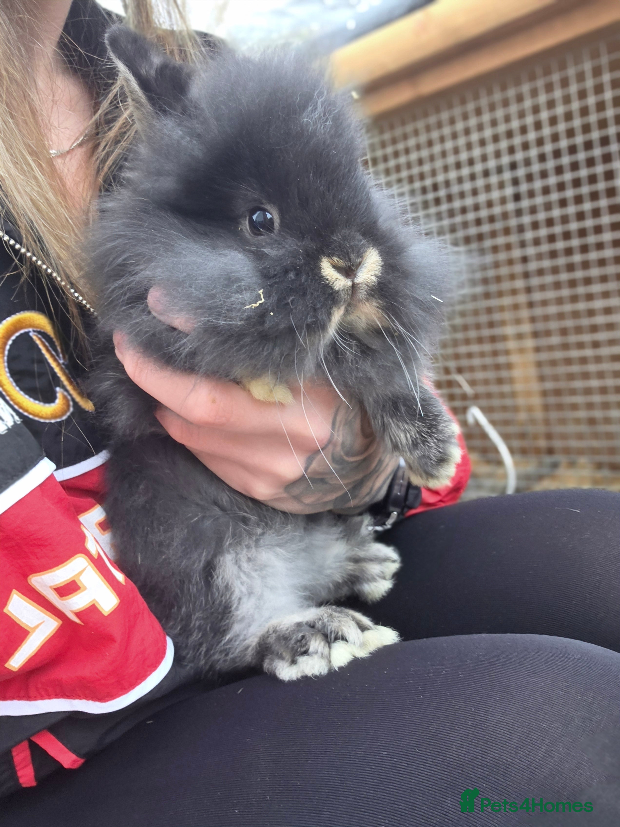 Mixed Breed rabbits Mini lop x lionhead  - Advert 5